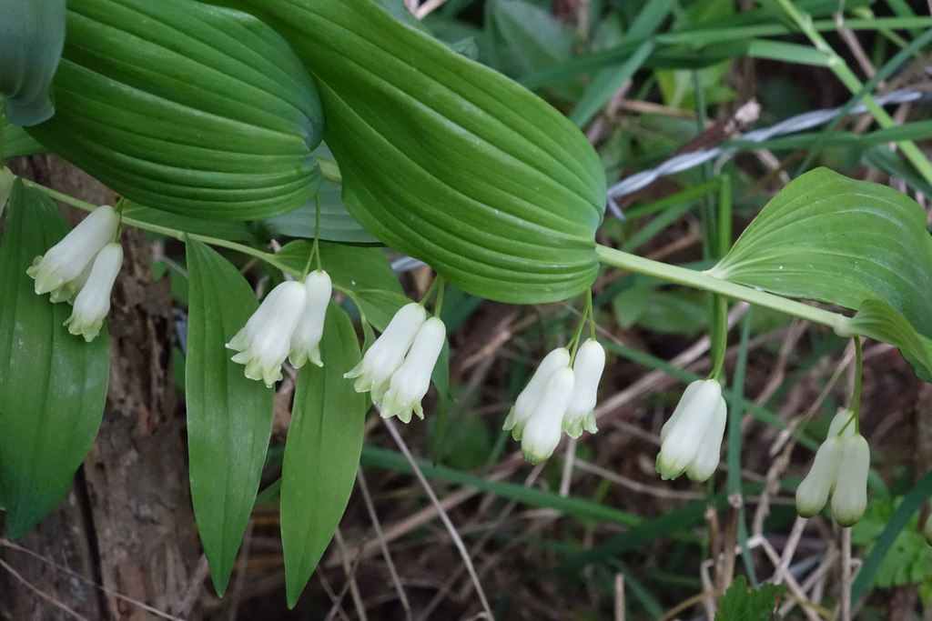 Polygonatum × hybridum (Polygonatum × hybridum)