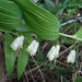 Polygonatum × hybridum - Photo (c) John Barkla, algunos derechos reservados (CC BY), subido por John Barkla