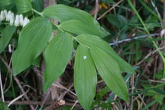 Polygonatum × hybridum