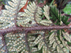 Polystichum wawranum