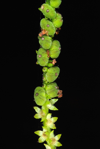 Scorpion's-tail