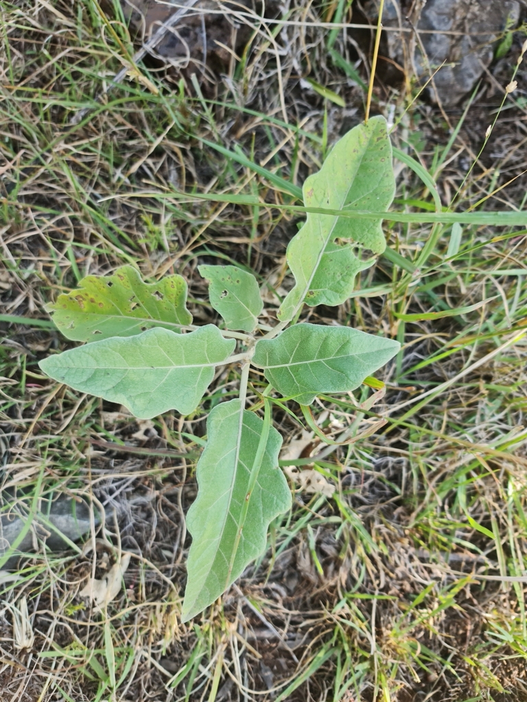 Rennet from Merafong City Local Municipality, South Africa on April 17 ...