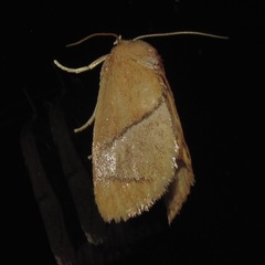 Apoda latomia