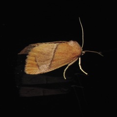 Apoda latomia