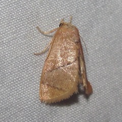 Apoda latomia