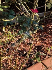 Erythemis simplicicollis