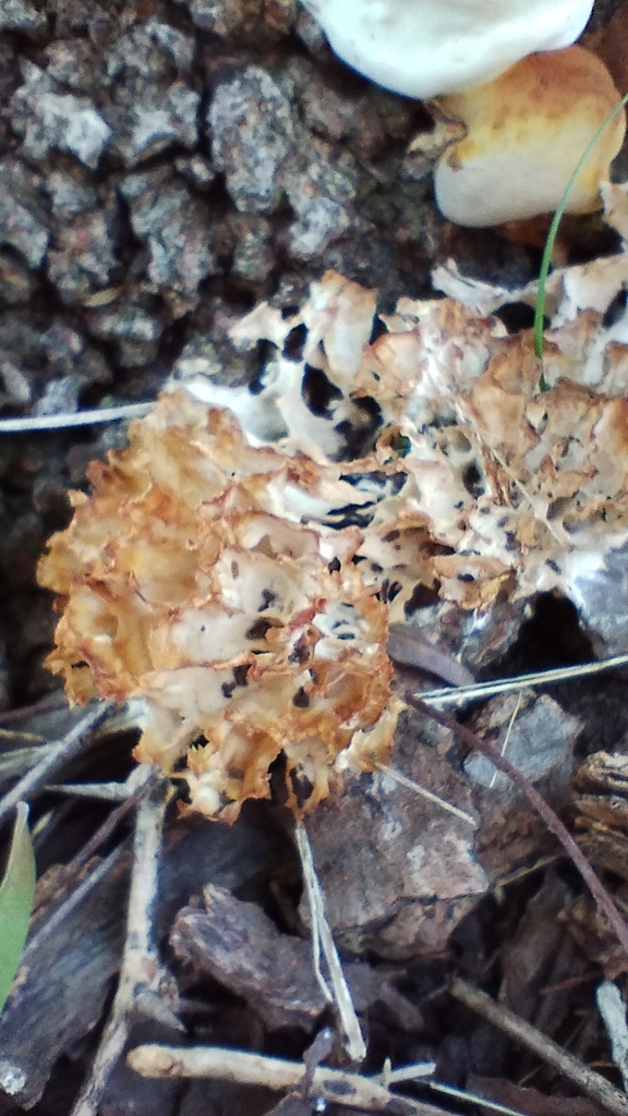 Irpex rosettiformis · April 2023 · photo: © luiscapeletti (iNaturalist, cc0)