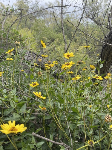 iNaturalist observation photo of California brittlebush