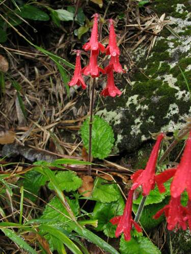 Image of Ourisia coccinea by (c) Cesar Ormazabal, some rights reserved (CC BY)