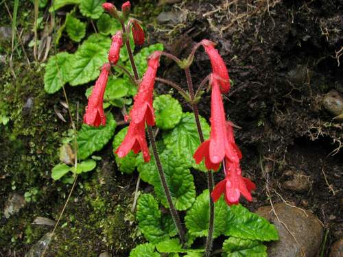 Image of Ourisia coccinea by (c) Cesar Ormazabal, some rights reserved (CC BY)