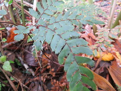 Adiantum fulvum