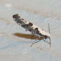 Argyresthia austerella