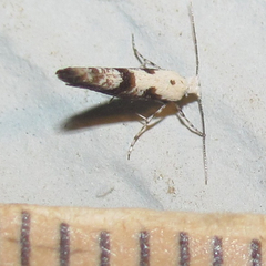 Argyresthia austerella