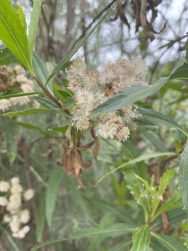 iNaturalist observation photo of mule fat