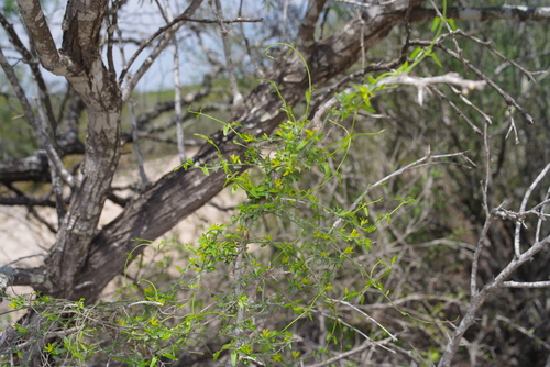 Image of Matelea sagittifolia by (c) Michelle W. （鍾偉瑋）, some rights reserved (CC BY)