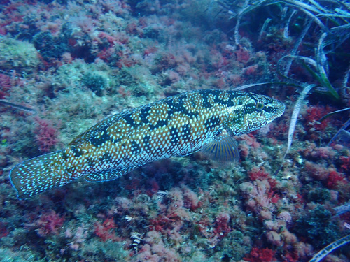 Groene lipvis (Labrus viridis) — Labridae — 3