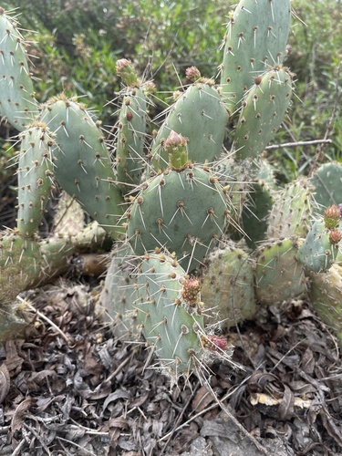 iNaturalist observation photo of Prickly Pears