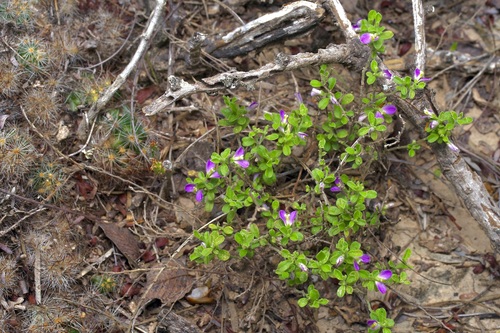 Glandular Milkwort (Hebecarpa punctata)