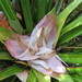 Freycinetia banksii - Photo (c) Katy Johns,  זכויות יוצרים חלקיות (CC BY-NC)