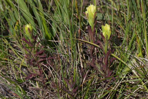 Coast Indian paintbrush (Castilleja affinis)