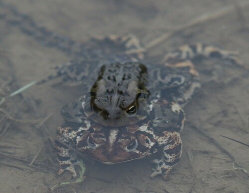 American Toad photographed in Maine
