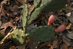 Opuntia humifusa
