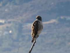 Buteo jamaicensis