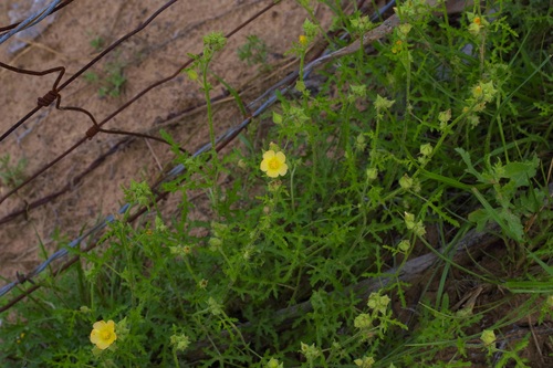Image of Sphaeralcea pedatifida by (c) Michelle W. （鍾偉瑋）, some rights reserved (CC BY)