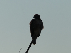 Buteo jamaicensis