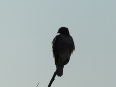 Buteo jamaicensis