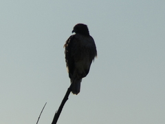 Buteo jamaicensis