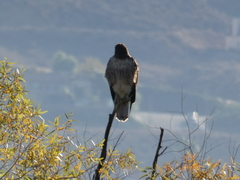 Buteo jamaicensis