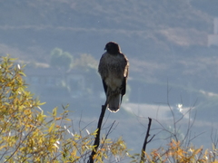 Buteo jamaicensis