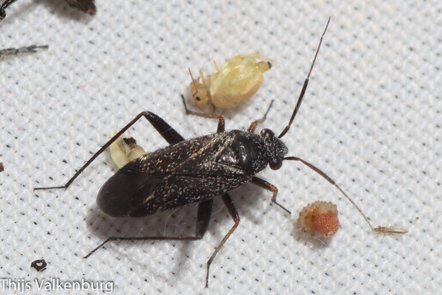 Orthocephalus fulvipes