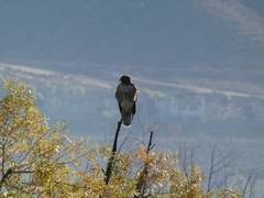 Buteo jamaicensis