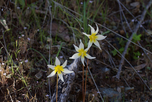 Image of Erythronium helenae by (c) Arvel Hernandez, some rights reserved (CC BY)