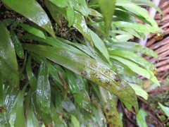 Loxogramme dictyopteris