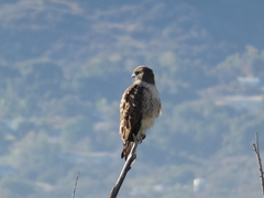 Buteo jamaicensis