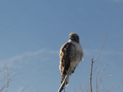Buteo jamaicensis