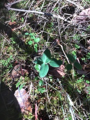 Lonicera hispidula