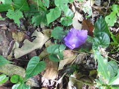 Ipomoea silvicola