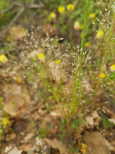 Aira elegantissima iNat (2)