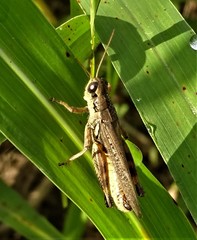 Melanoplus sanguinipes
