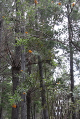 Callistachys lanceolata