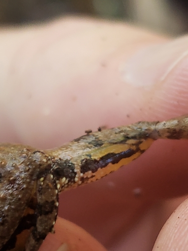 Northern Cricket Frog