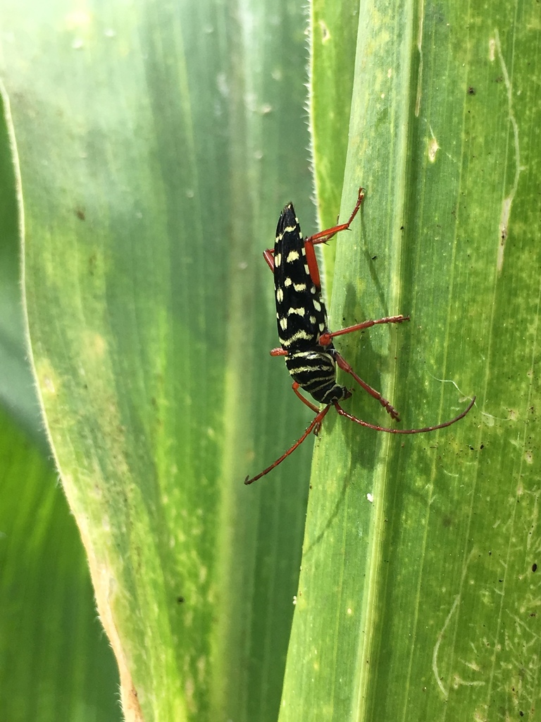 kiawe roundheaded borer