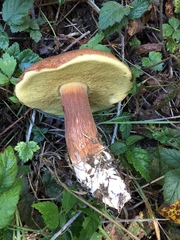 Boletus fibrillosus