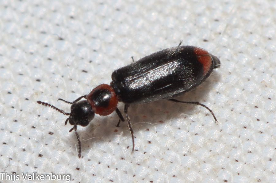 Dasytes terminalis
