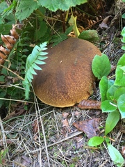 Boletus fibrillosus