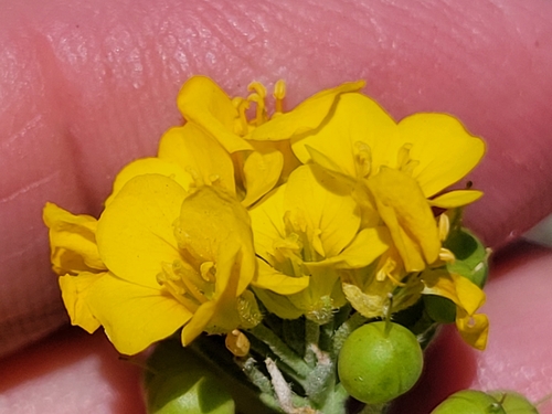 Physaria densiflora observed 2023-04-16